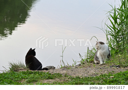 見つけた猫 見つけた猫 89991817
