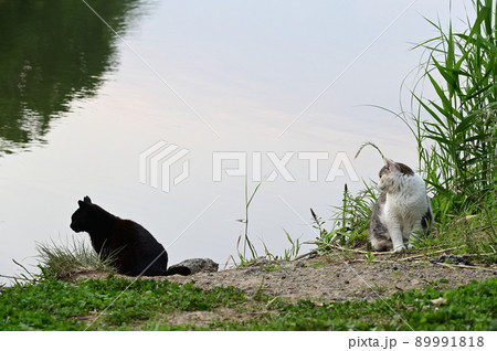 何かが気になる猫 何かが気になる猫 89991818