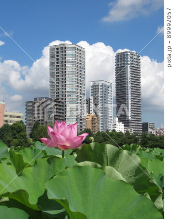 蓮の花とタワマン 89992057