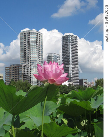 蓮の花とタワマン 89992058