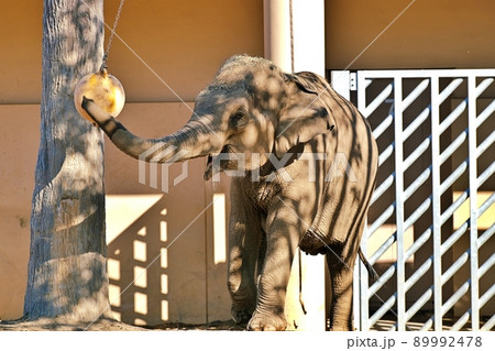 アジアゾウ (札幌市円山動物園) アジアゾウ (札幌市円山動物園) 89992478