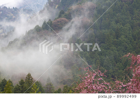 春雨と霧の山風景-8 春雨と霧の山風景-8 89992499