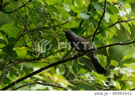 ヒヨドリの巣立ちびな 89992643