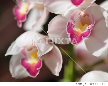 白いシンビジュームの花 白いシンビジュームの花 89993046