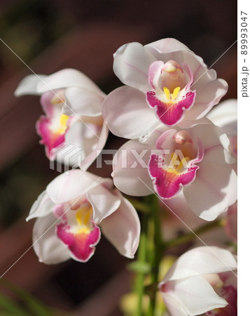 白いシンビジュームの花 白いシンビジュームの花 89993047