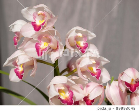 白いシンビジュームの花 白いシンビジュームの花 89993048