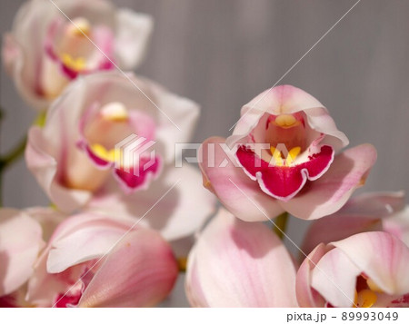 白いシンビジュームの花 白いシンビジュームの花 89993049