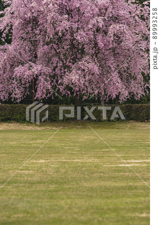 210425ひろ野g070 89993258