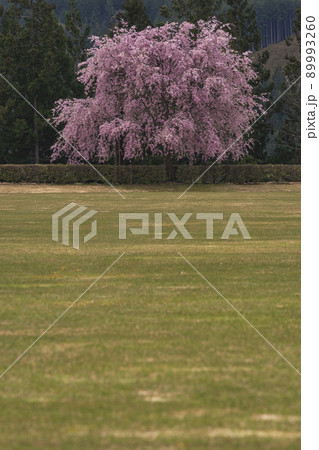 210425ひろ野g016 89993260