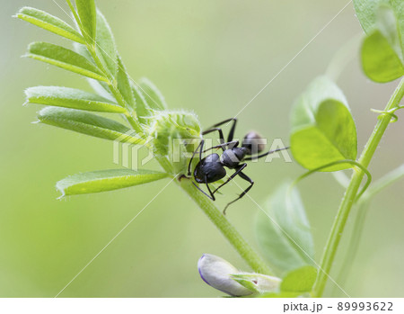 カラスノエンドウの花外蜜腺の蜜を舐めようとするクロオオアリ_曇天横1 89993622