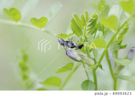 カラスノエンドウの花外蜜腺の蜜を舐めるクロオオアリ_曇天横1 カラスノエンドウの花外蜜腺の蜜を舐めるクロオオアリ_曇天横1 89993623