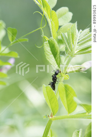 カラスノエンドウの花外蜜腺の蜜を舐めようとするクロオオアリ_曇天やや遠距離縦1 89993625