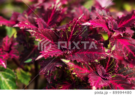 Red and green leaves of Coleus Blumei plant Red and green leaves of Coleus Blumei plant 89994480