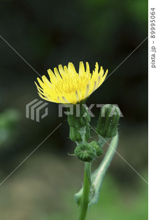 曇りの日に茎の頂上に開いたノゲシの花とつぼみ_縦2 曇りの日に茎の頂上に開いたノゲシの花とつぼみ_縦2 89995064