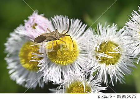 カメムシ（ホソハリカメムシ） 89995075