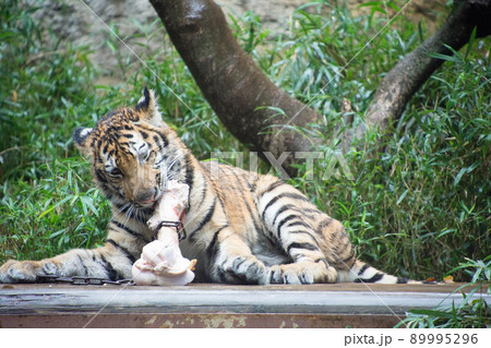 骨をかじる子とら 89995296