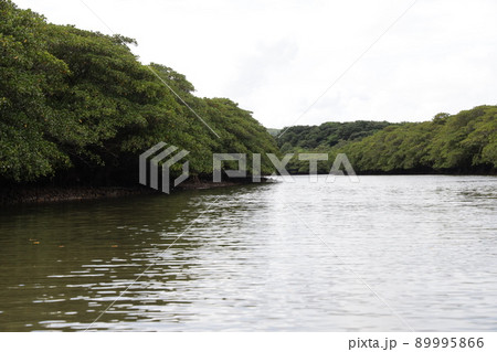 西表島ヒナイ川とマングローブ 89995866