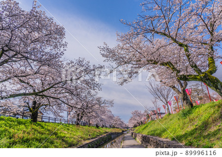 奈良　桜　高田千本桜 89996116