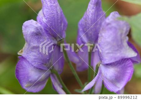 トリカブト　紫色の花　山野草　クローズアップ 89996212
