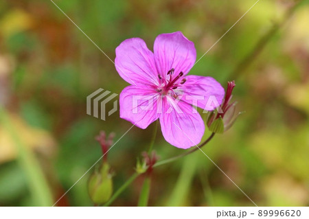 アサマフウロ 山野草 ピンク色の花 浅間風露 アサマフウロ 山野草 ピンク色の花 浅間風露 89996620