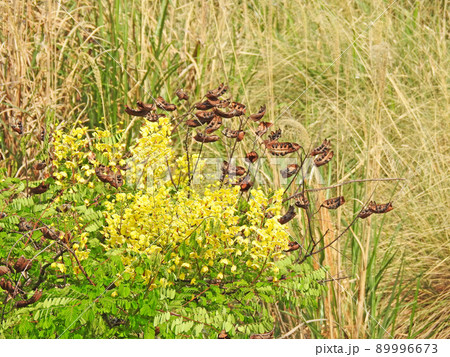 山野や河原に自生するジャケツイバラの黄色い花と茶色い実 89996673