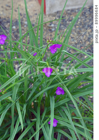 初夏に三弁の紫色の花が咲くムラサキツユクサ 初夏に三弁の紫色の花が咲くムラサキツユクサ 89996684
