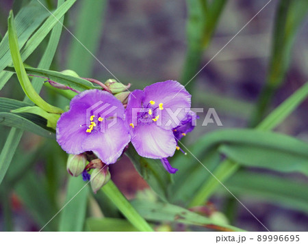 初夏に紫色の三弁の花が咲くムラサキツユクサ 初夏に紫色の三弁の花が咲くムラサキツユクサ 89996695