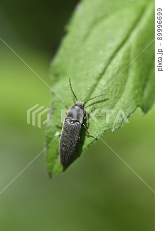 コメツキムシ コメツキムシ 89996699