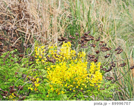 山野や河原に自生するジャケツイバラの黄色い花と茶色い実 89996707