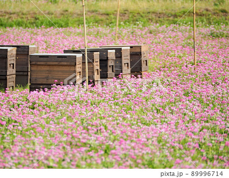 レンゲ畑に蜂の巣箱が並ぶ里山の光景 レンゲ畑に蜂の巣箱が並ぶ里山の光景 89996714