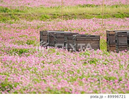 レンゲ畑の置かれた木製のハチの巣箱 89996721