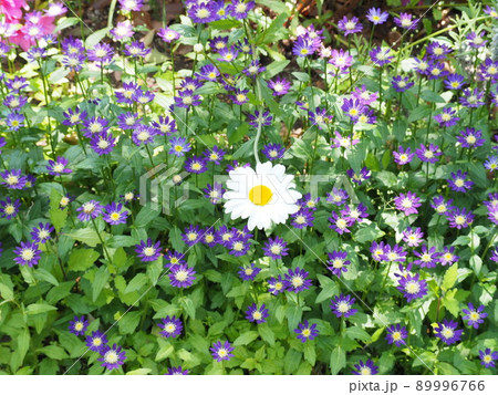 小さな花の中で目立つ、白いマーガレット 89996766