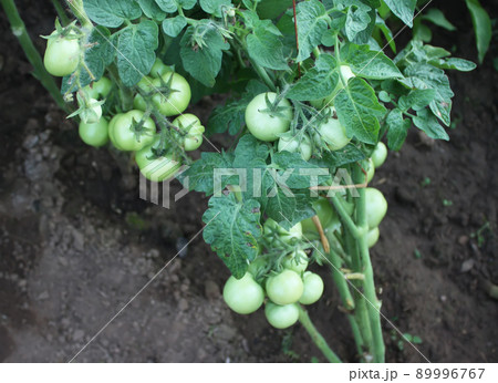 Vegetables growing in the greenhouse. Vegetables growing in the greenhouse. 89996767