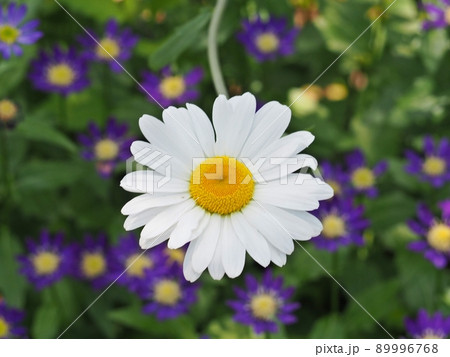 小さな花の中で目立つ、白いマーガレット(アップ) 小さな花の中で目立つ、白いマーガレット(アップ) 89996768