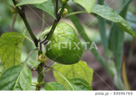 Green paprika plants growing in the greenhouse 89996769