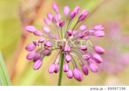 ヤマラッキョウの蕾　山野草　ピンク色の花　クローズアップ 89997196