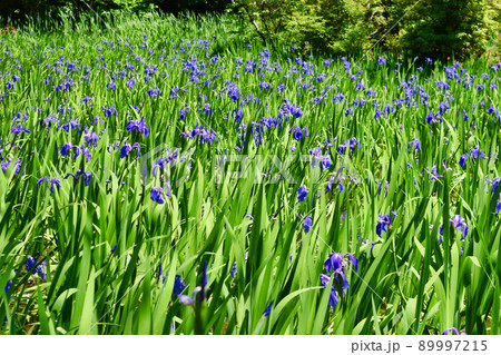 京都 大田神社のカキツバタ（賀茂別雷神社の摂社） 89997215