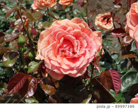 オレンジ色のバラ。アシュラム オレンジ色のバラ。アシュラム 89997386