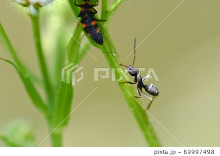 働きアリ 89997498