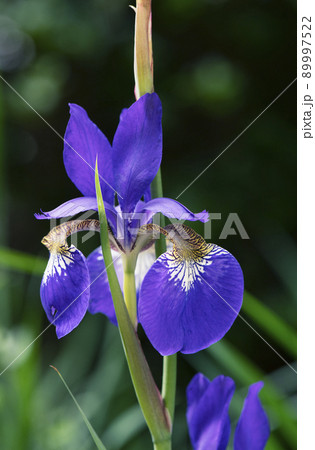 低い朝日を背後から受けて光が透けるアヤメの花_晴天薄日縦1 89997522