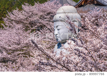 奈良　桜　壷阪寺　桜大仏 89997766