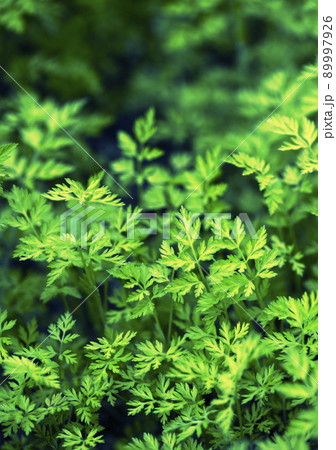 空の光を明暗をつけて反射する、若葉をつけた背の低いオヤブジラミの群落_晴天日陰縦1 空の光を明暗をつけて反射する、若葉をつけた背の低いオヤブジラミの群落_晴天日陰縦1 89997926