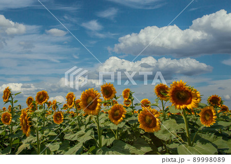 Sunflowers field. Sunflowers with green lush leaves Sunflowers field. Sunflowers with green lush leaves 89998089