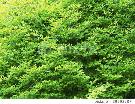 午後に日陰側になって空からの光を受ける大きなドウダンツツジの若葉_晴天日陰横1 午後に日陰側になって空からの光を受ける大きなドウダンツツジの若葉_晴天日陰横1 89998207