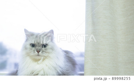 窓際に座っている胸に毛玉ができた白い長毛のネコ -  シルバーコートのミヌエット 89998255
