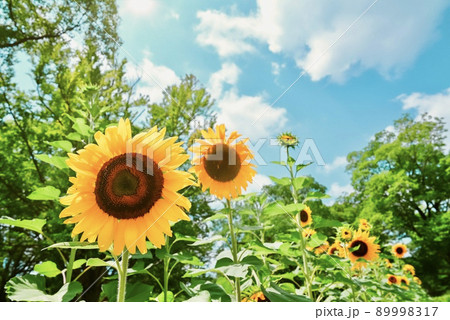 太陽に照らされた向日葵 太陽に照らされた向日葵 89998317