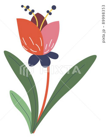 Tulip in blossom, spring flower blooming plant Tulip in blossom, spring flower blooming plant 89998353