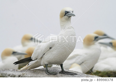Gannet on cliffs of Great Salt Island Gannet on cliffs of Great Salt Island 89998378
