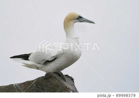 Gannet on cliffs of Great Salt Island Gannet on cliffs of Great Salt Island 89998379