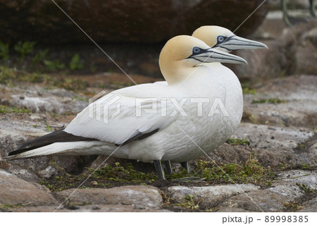 Gannet on cliffs of Great Salt Island Gannet on cliffs of Great Salt Island 89998385